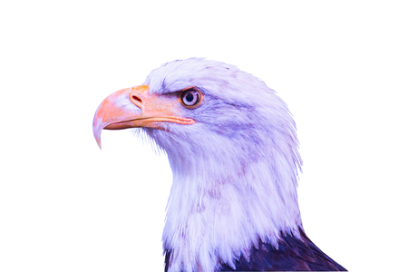 Head of a large eagle isolated on a white background.