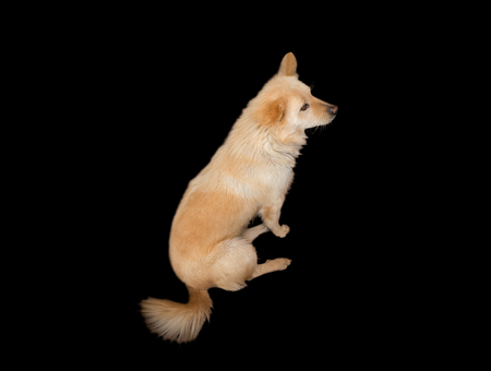 Cute dog in dark night background.の写真素材