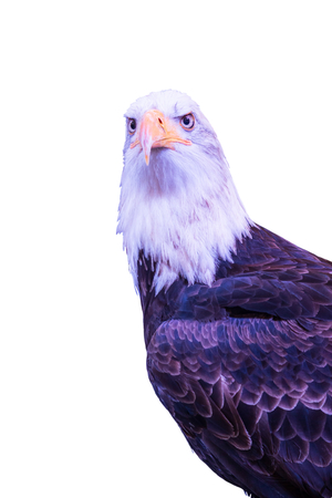 Bald eagle isolated on white background.の写真素材