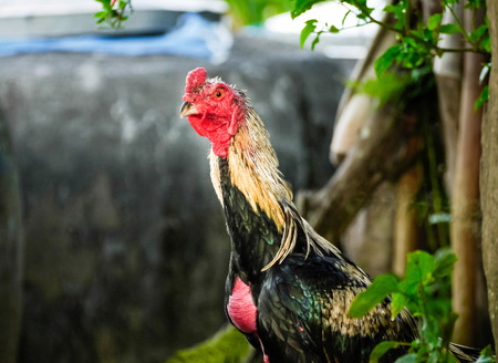 Big gamecock standing outside in the yard.の写真素材