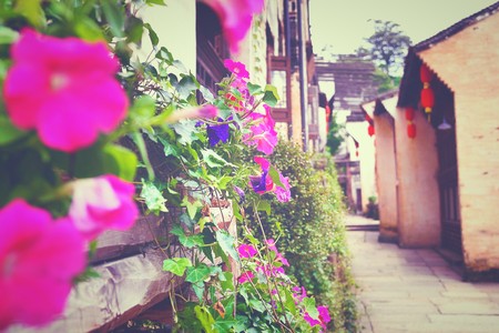 purple flowersの写真素材