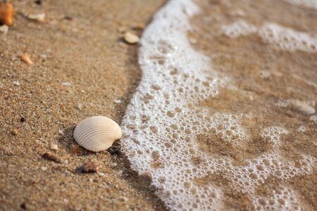 Sea shells soft focusの写真素材