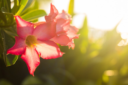 Flower with morning sunの写真素材