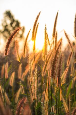flowers in morningの写真素材