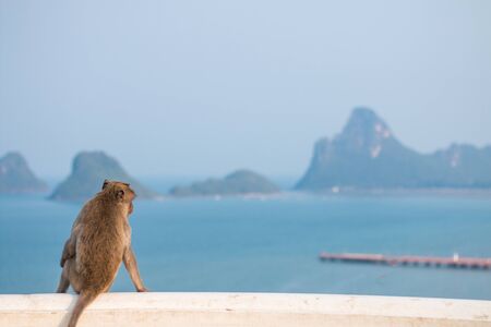 Monkey sitting lonely