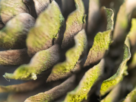 Moss clings to spiraled pinecone scales. Textures contrast: rough bark, soft green growth. Nature's...
