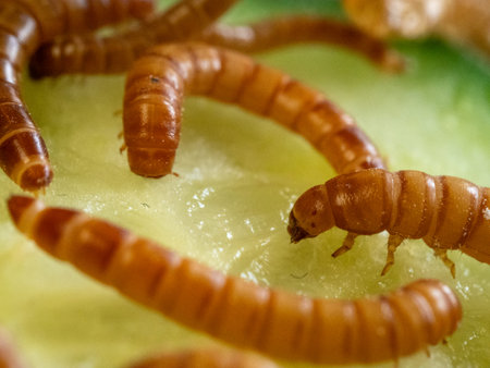 Earthworms eat green fruit flesh. Close-up shows their segmented bodies and tiny legs. They move...