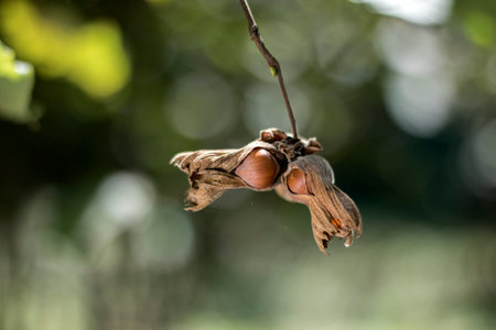 Hazelnuts on a branch in the garden. Shallow depth of field.