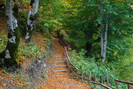 Wooden stairs in the autumn forest. The path through the forest.の写真素材