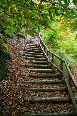 Wooden stairs in the autumn forest. Beautiful landscape. Autumn forest.