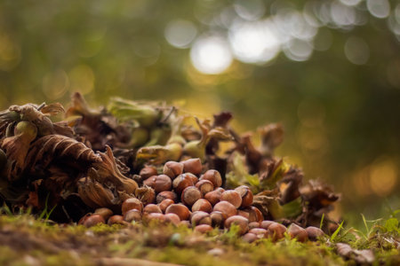 Hazelnuts on the ground in the forest, shallow depth of fieldの写真素材