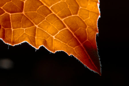 Close up of red leaf on black background. Shallow depth of fieldの写真素材