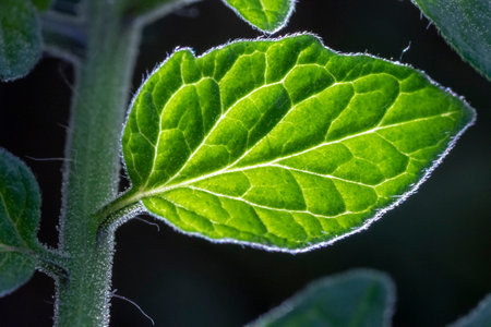 Close up of a tomato leaf in the sunlight. Shallow depth of field.
