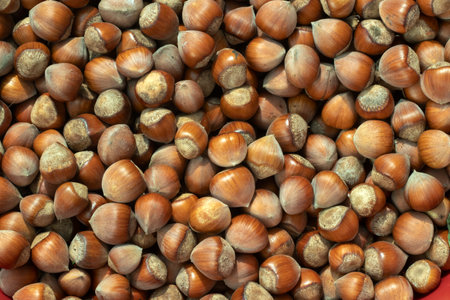 Hazelnuts background. Close up of fresh hazelnuts.の写真素材
