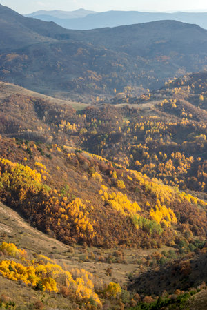 Autumn Landscape. Yellow Aspens on the hillside.の写真素材