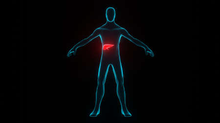 Human body. Human model illustration. Bioengineering and medical technology concept. 3d render.の写真素材