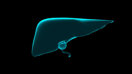 Human Liver hologram. Transparent 3D model of human organ on black background. 3d render.