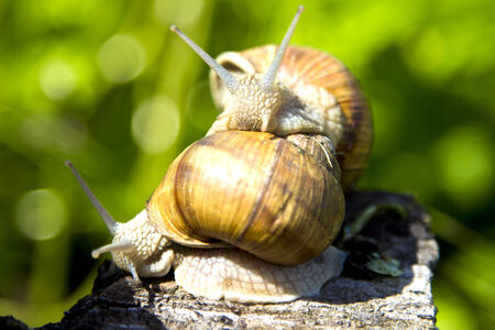 Two snails in nature