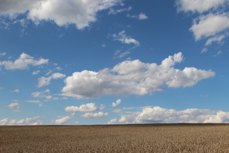 Field and blue sky with beautiful white clouds
の写真素材