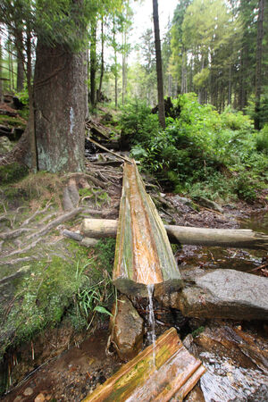 Forest spring water flowing over the wood
の写真素材