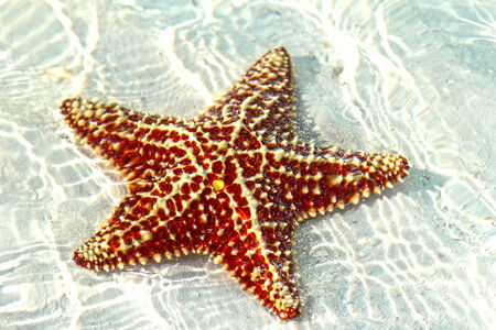 Beautiful starfish on the shore of the island of Cayo largoの写真素材