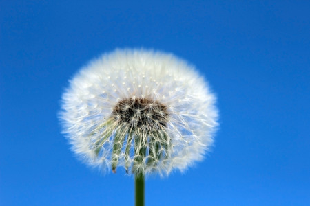 Dandelion on a blue background
の写真素材