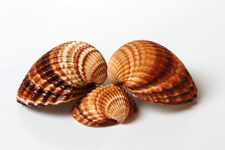 Family of three seashells on white background
の写真素材