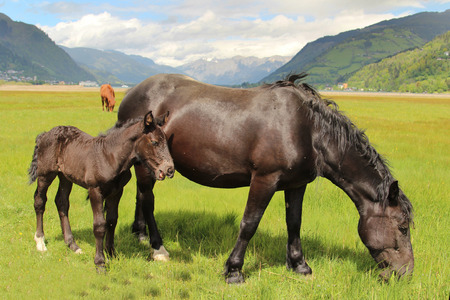 Brown horse with foal in the Alpsの写真素材