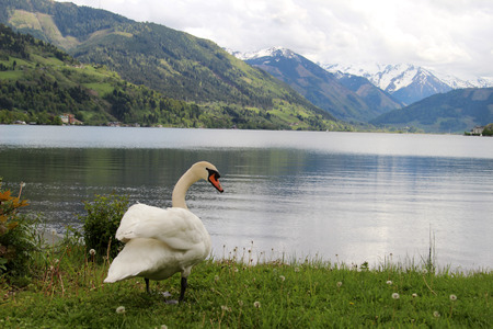 White swan on the lake in Zell am See in the Alpsの写真素材