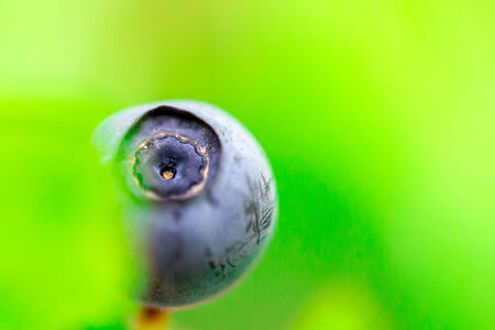 One beautiful purple fresh blueberries in the woods