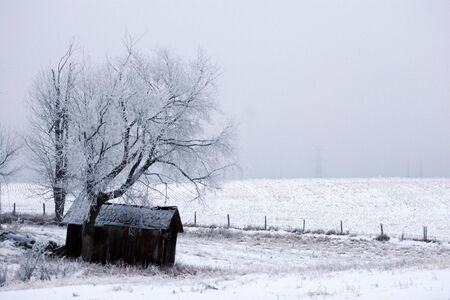 Edmonton Fog that froze and created a nice condensation on the treesの写真素材