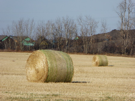 A photo of a hay bale in a farm in Albertaの写真素材