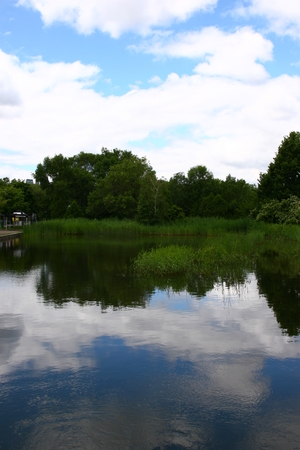 Lac des Cygnes, Ile Sainte-Heleneの写真素材
