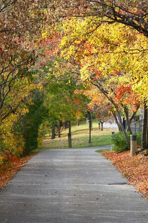 Ottawa colorful tree during fallの写真素材