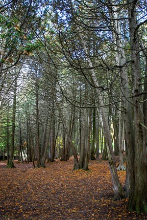 A view of the woods at Victoria Park