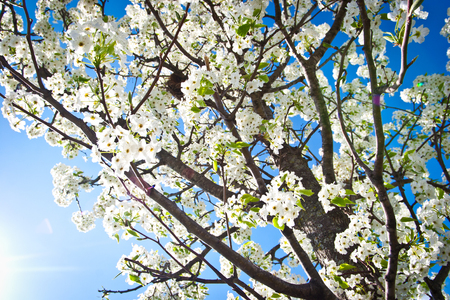 Spring Tree Bloomingの写真素材