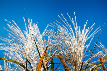 Fall Pampas Grass Against A Deep Blue Skyの写真素材
