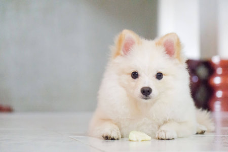 Cute dog with his fruitの写真素材