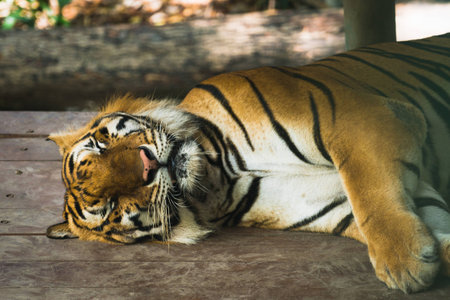 Sleeping tiger rest wellの写真素材