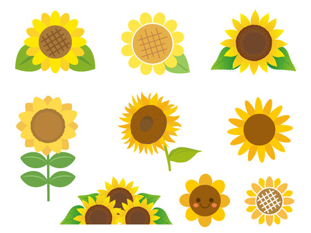 Sunflowerのイラスト素材
