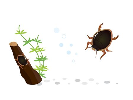 It Is An Illustration of a Diving Beetle.のイラスト素材