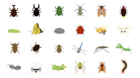 It is an illustration of a Insect set