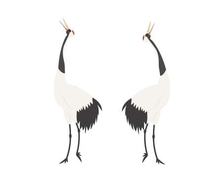 It is an illustration of a Crane courtship.のイラスト素材