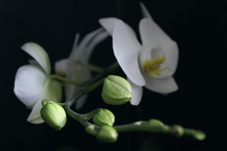 Orchidの写真素材