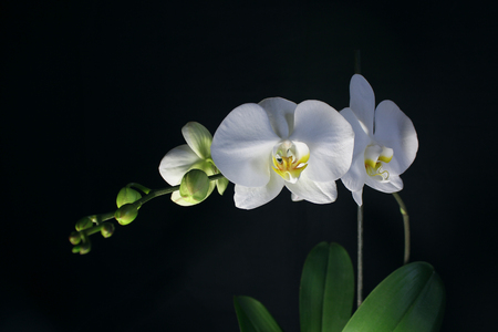 Orchidの写真素材