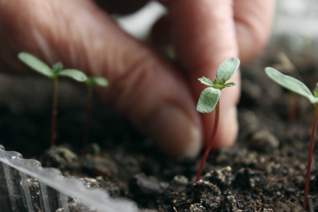 Seedlingの写真素材