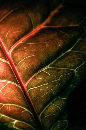 Beautiful, colorful tropical leaf close-up. Macro texture