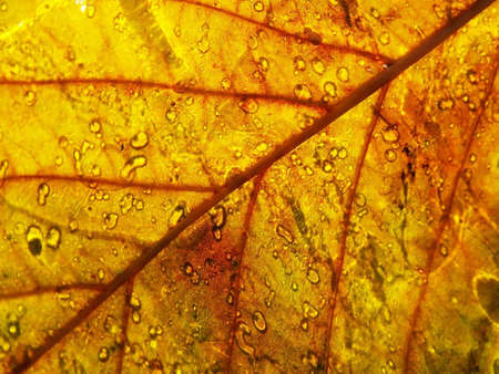 Yellow leaf backlight by the autumn sun, you can see water drops on it.