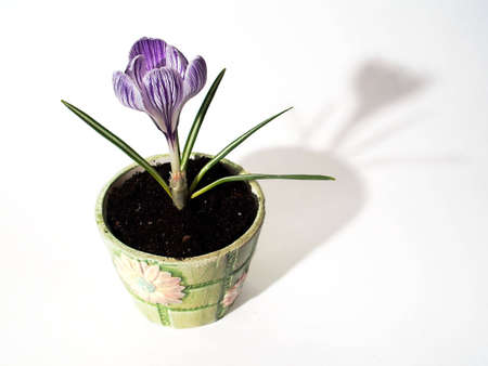 Pickwick Crocus with violet stripes over white petals with violet stripes growing and blooming in small flower-pot. Flower in pot dropping shadow behind it.の写真素材