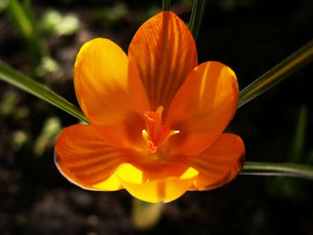 Macro shot of wide open yellow fuscotinctus crocus from the top. It's placed against black...